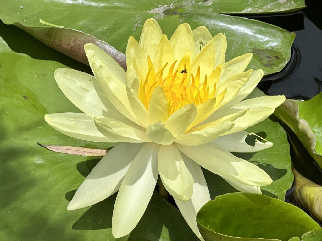 Lotus at Thammachadocha cuisine and garden